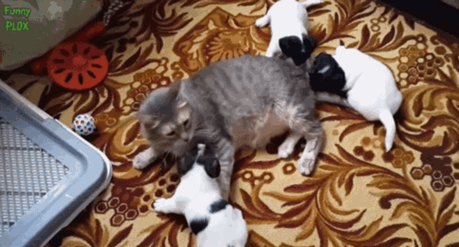 Cat Hug Baby Puppy Dogs GIF