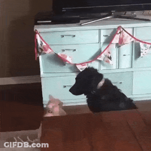 Cat Hug Black Dog Friend Love You GIF