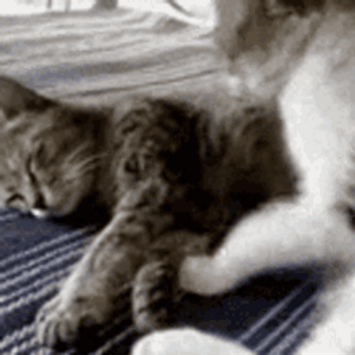 Cat Hug Cuddle Me In Cozy Friends GIF