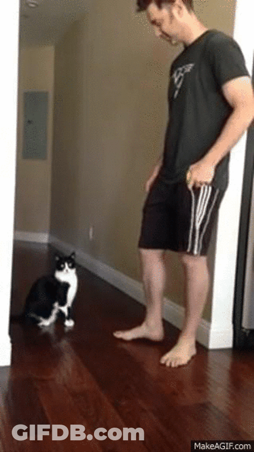 Cat Hug Cute Lift Me Please GIF