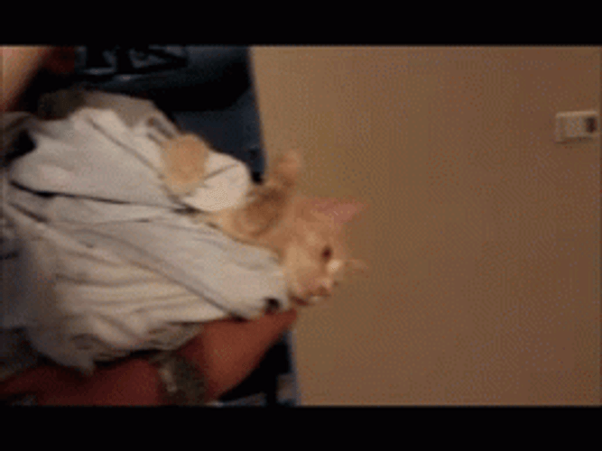 Cat Hug Dad's Hands Love You GIF