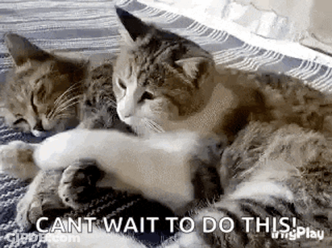 Cat Hug GIF