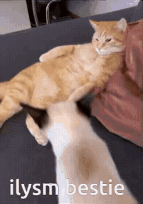 Cat Hug I Love You So Much Bestie GIF
