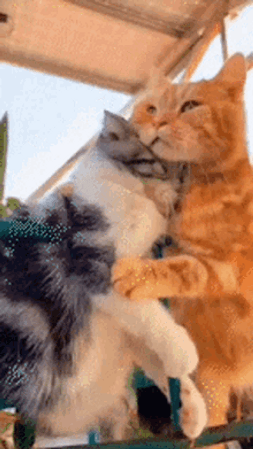 Cat Hug It's Okay Cute Friends GIF