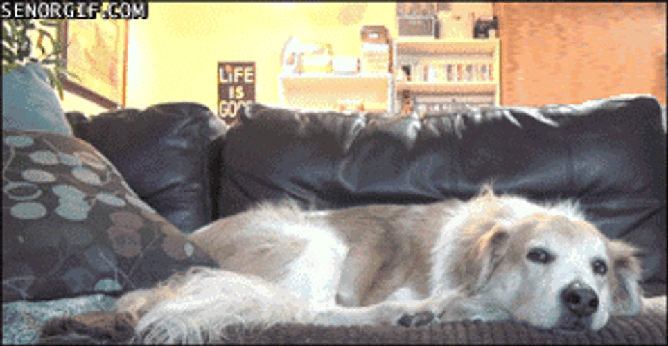 Cat Hug Jumping Surprise On Golden Retriever GIF