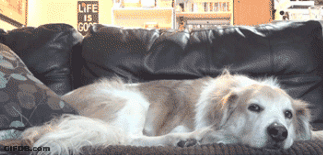 Cat Hugging Dog Funny Love GIF
