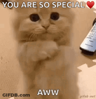 Cat Hugging Paws Saying You Are So Special GIF