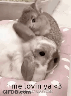 Cat Hugging Rabbit On Bed GIF