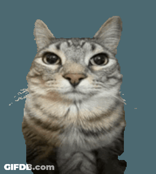 Cat Hugs Sticker GIF