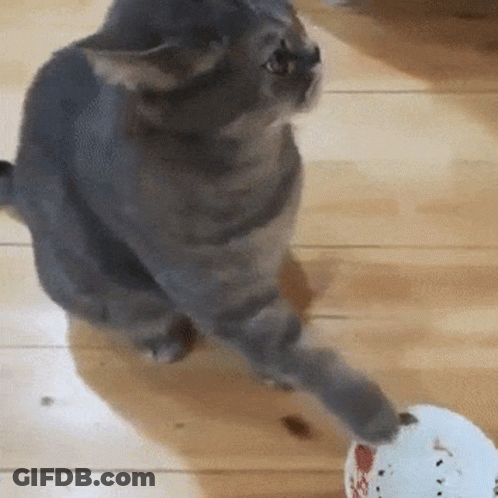 Cat Hungry Cat GIF