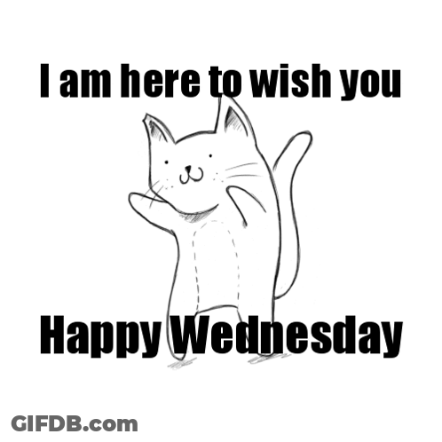 Cat I Am Here To Wish You Happy Wednesday GIF