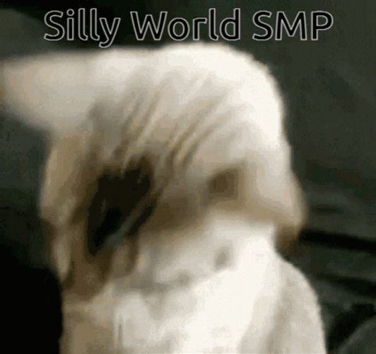 Cat I Am The Captain Now And I'm Ready GIF