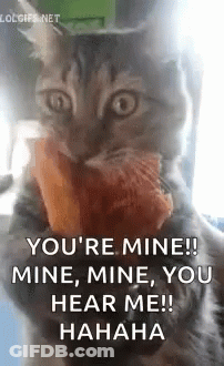 Cat I Can Have Pizza GIF