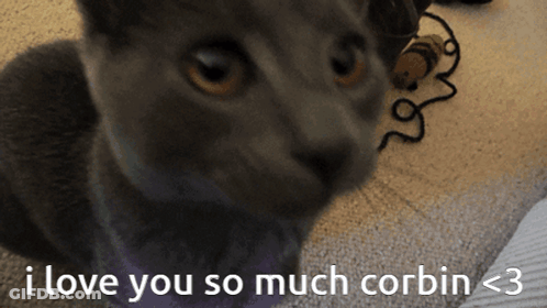 Cat I Love You So Much Corbin <3 GIF