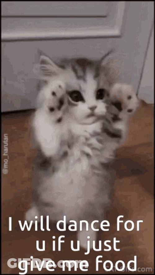 Cat I Will Dance For You GIF