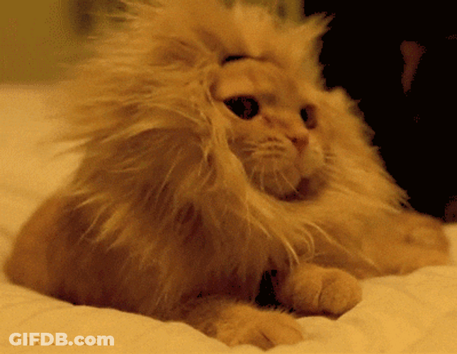 Cat Imitating Lions Roaring GIF