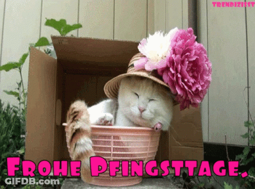 Cat In Basket Wearing Flower Hat Frohe Pfingsttage GIF