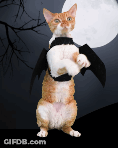 Cat In Bat Costume On Hind Legs GIF