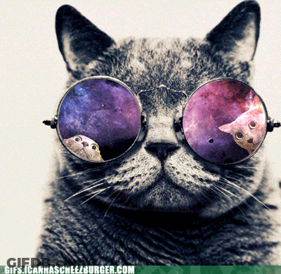 Cat In Bat Costume Under Full Moon GIF