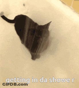 Cat In Bathtub Getting In Da Shower GIF