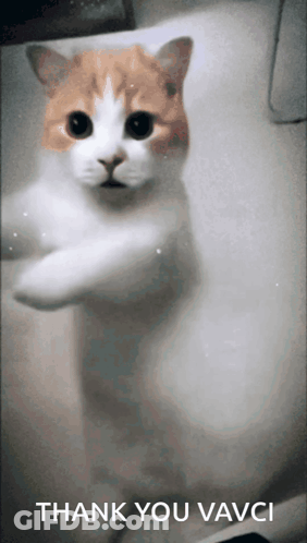 Cat In Bathtub Saying Thank You Vavci GIF