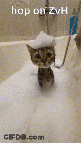 Cat In Bathtub With Foam On Head Saying Hop On Zvh GIF