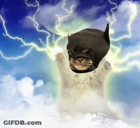 Cat In Batman Mask Flying GIF