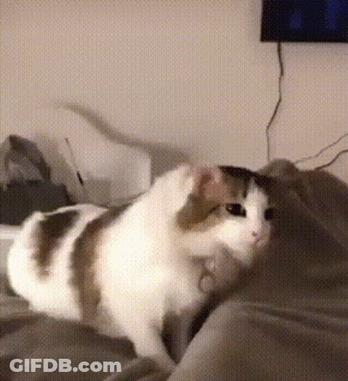Cat In Bed Getting Cozy Meow GIF
