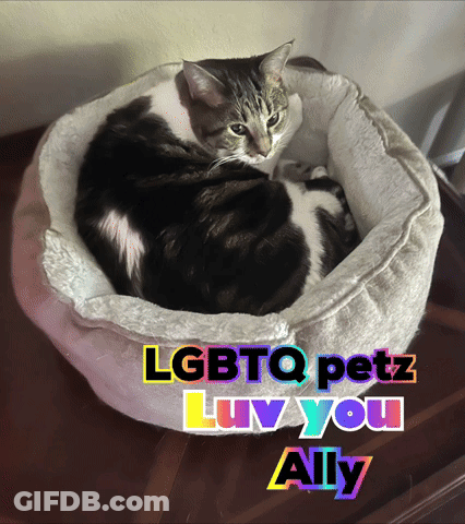 Cat In Bed Lgbtq Petz Luv You Ally GIF