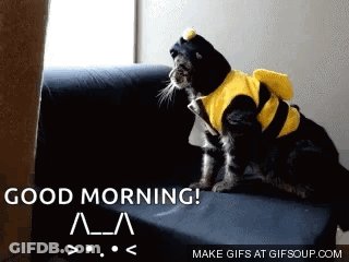 Cat In Bee Costume Saying Good Morning GIF