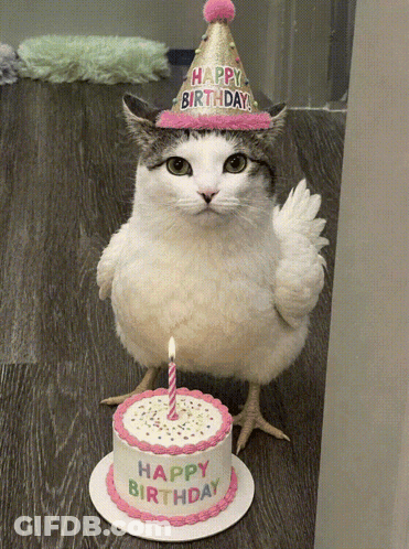 Cat In Birthday Hat Next To Cake GIF