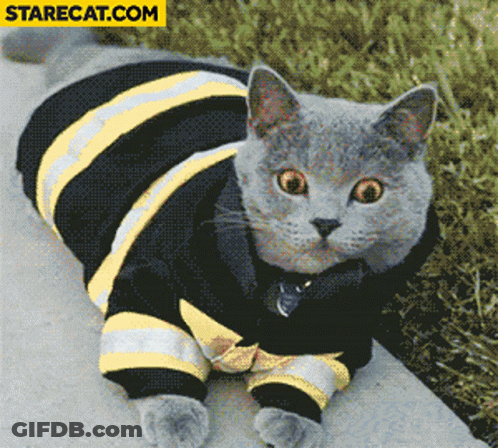 Cat In Black And Yellow Striped Sweater With Starecat.com Logo GIF