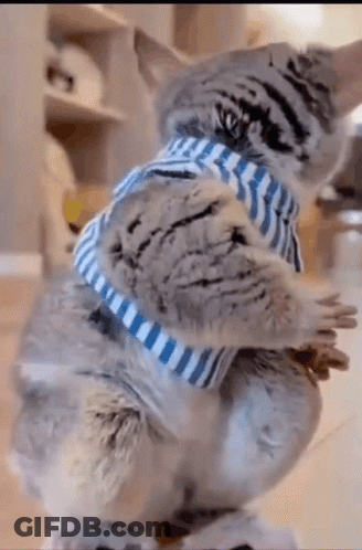 Cat In Blue And White Striped Scarf GIF