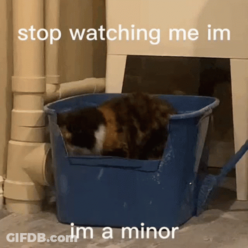 Cat In Blue Bucket Stop Watching Me GIF