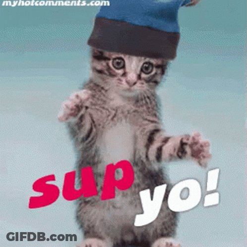 Cat In Blue Hat Saying Sup Yo GIF