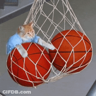 Cat In Blue Shirt Playing With Basketballs In Net GIF