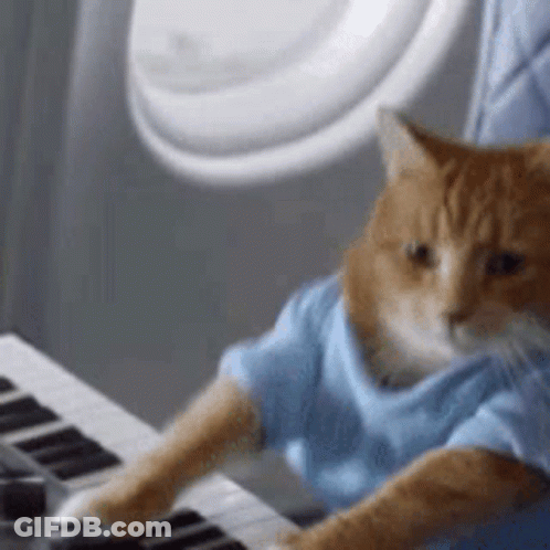 Cat In Blue Shirt Sitting At Keyboard GIF