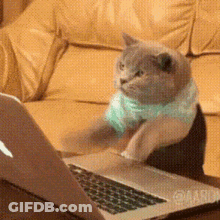 Cat In Blue Shirt Sitting On Laptop GIF