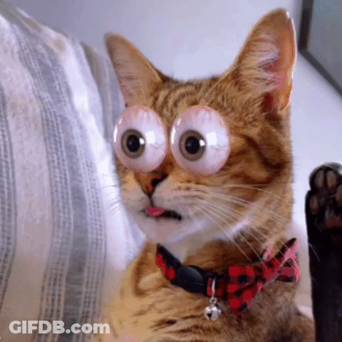 Cat In Bow Tie And Glasses GIF
