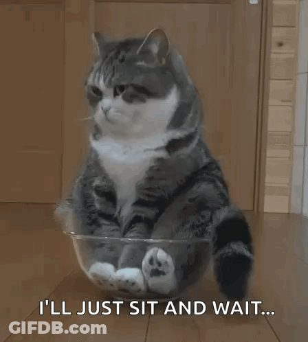 Cat In Bowl Saying I'll Just Sit And Wait GIF