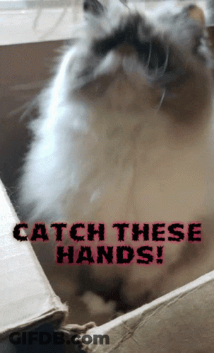 Cat In Box Saying Catch These Hands GIF