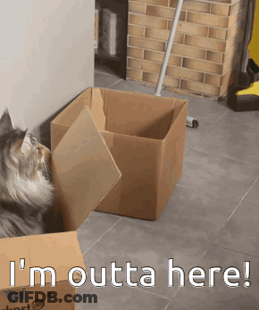 Cat In Box Saying I'm Outta Here GIF