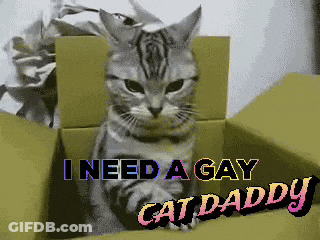 Cat In Box Saying I Need A Gay Cat Daddy GIF