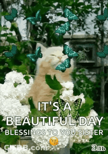 Cat In Bush With Butterflies Saying It's A Beautiful Day Blessings To You Sister GIF