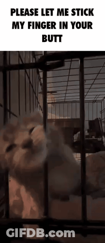 Cat In Cage Saying Please Let Me Stick My Finger In Your Butt GIF