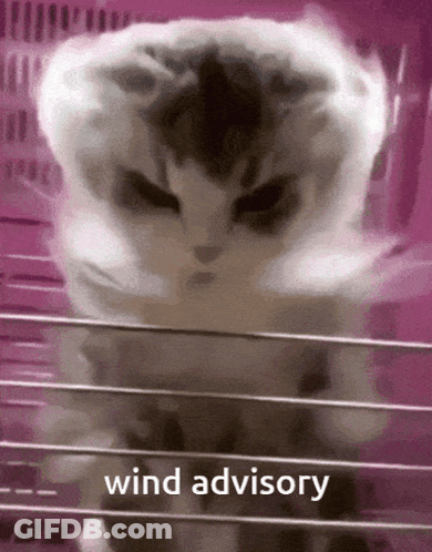 Cat In Cage Wind Advisory GIF