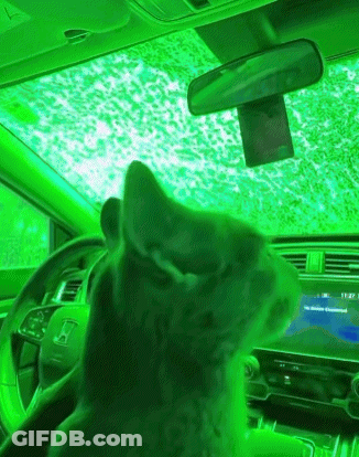 Cat In Car With Green Roof GIF