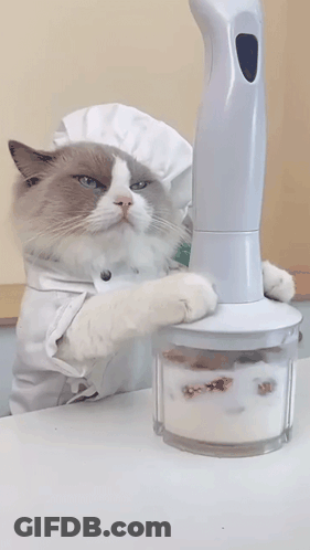Cat In Chef Hat Reaching For Blender GIF