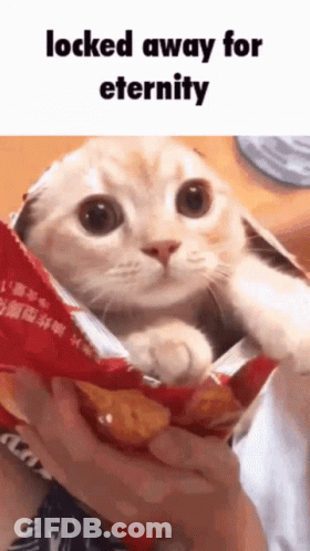 Cat In Chip Bag Locked Away For Eternity GIF