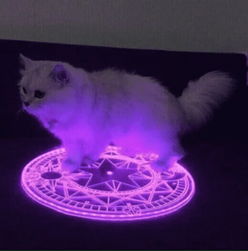 Cat In Circle Fade Away GIF